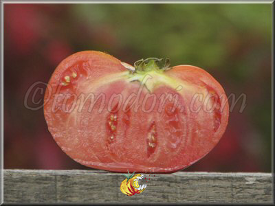 Tomate Bulgarian Tozala Egpu