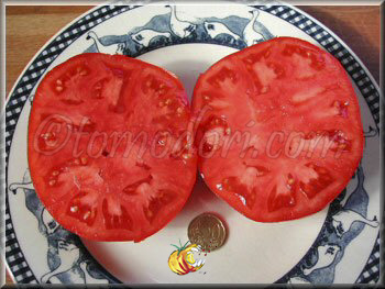 Tomate Burgess Mammoth Wonder