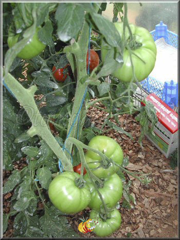 Tomate Burgess Mammoth Wonder