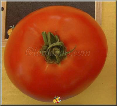 Tomate Burgess Mammoth Wonder