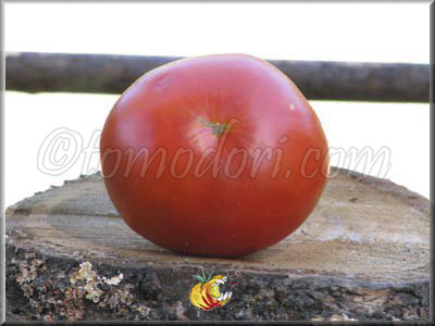 Tomate Burpee Delicious