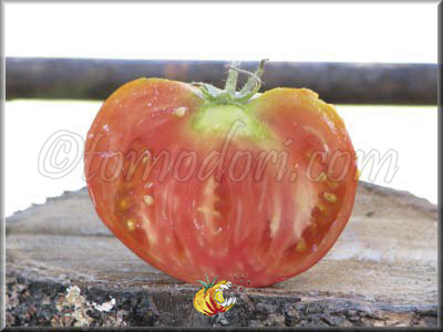 Tomate Burpee Delicious