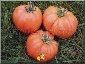 Tomate Burracker's Favorite