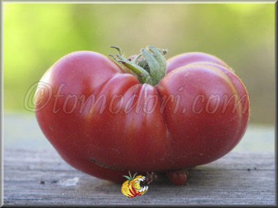 Tomate Calabacito Rojo