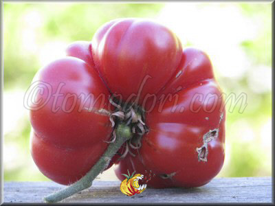 Tomate Calabacito Rojo