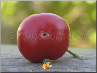 Tomate Calabacito Rojo