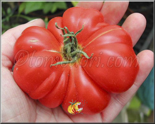 Tomate Calabash Red