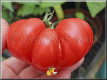 Tomate Calabash Red