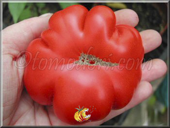 Tomate Calabash Red