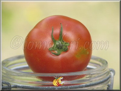 Tomate Campbell 1327