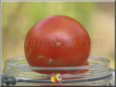 Tomate Campbell 1327