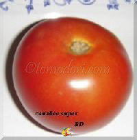 Tomate Canabec super