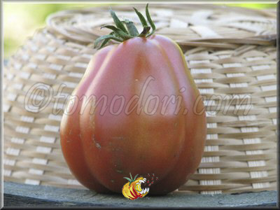 Tomate Canestrino
