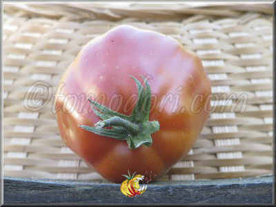 Tomate Canestrino