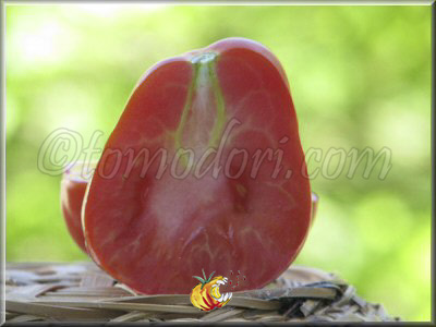 Tomate Canestrino