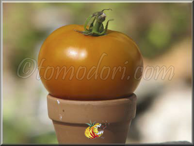 Tomate Caro Rich