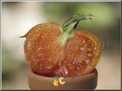 Tomate Caro Rich