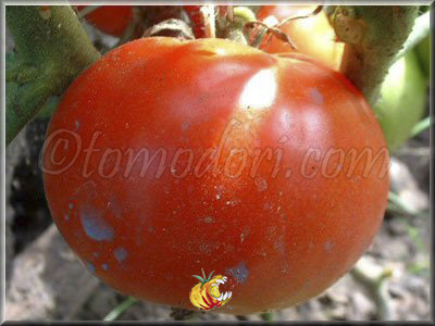 Tomate Casaque Rouge