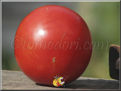 Tomate Chalk's Early Jewel