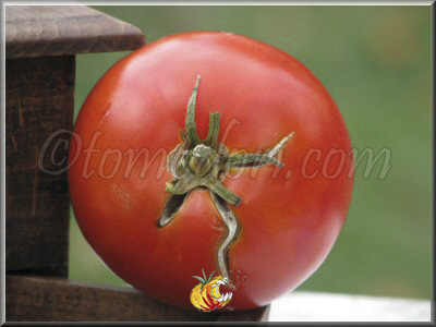 Tomate Chalk's Early Jewel
