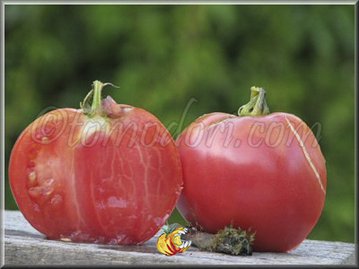 Tomate Charlie's Pride and Joy