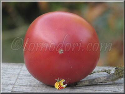 Tomate Charlie's Pride and Joy