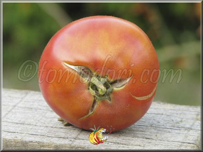 Tomate Charlie's Pride and Joy