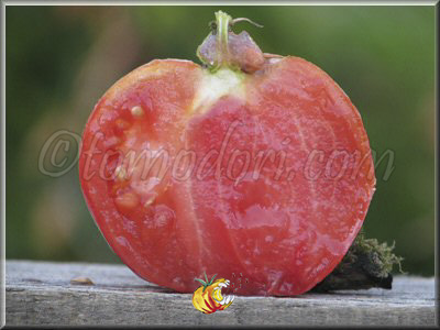 Tomate Charlie's Pride and Joy