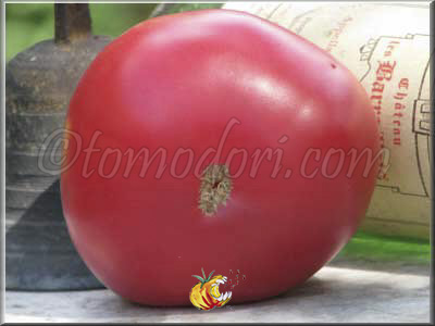 Tomate Château Rose