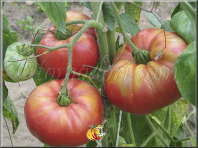 Tomate Château Rose