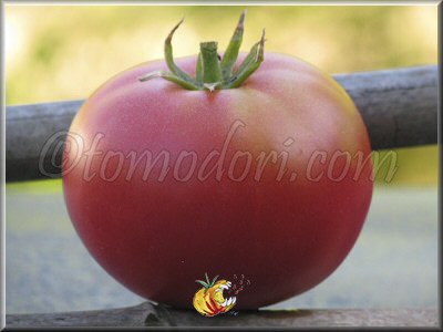 Tomate Chinoise Rose Occidentale