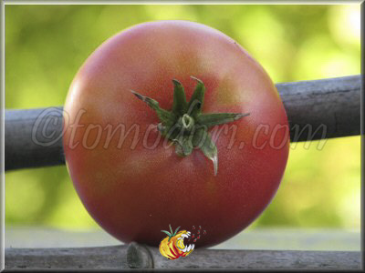 Tomate Chinoise Rose Occidentale