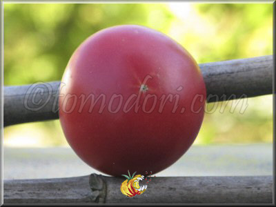Tomate Chinoise Rose Occidentale