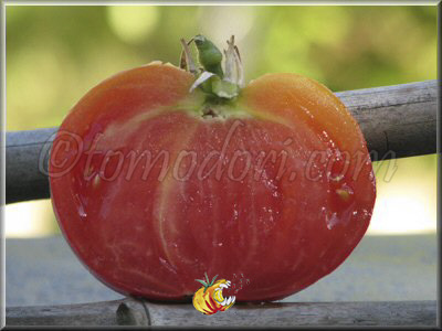 Tomate Chinoise Rose Occidentale