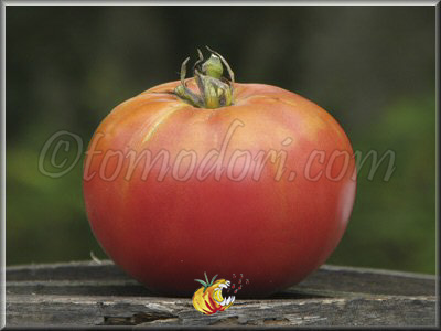Tomate Chris Ukrainian