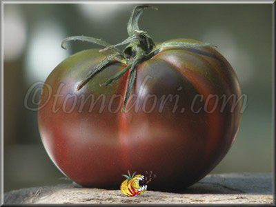 Tomate Clario Purple