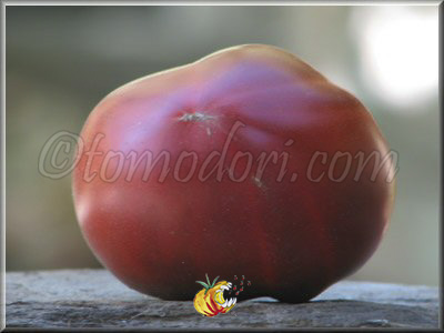 Tomate Clario Purple