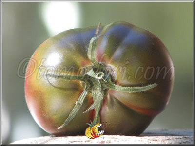 Tomate Clario Purple