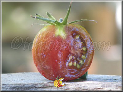 Tomate Clario Purple