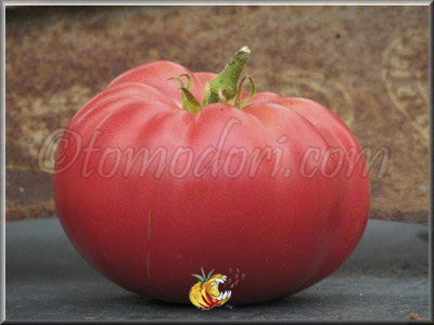 Tomate Cleota Pink