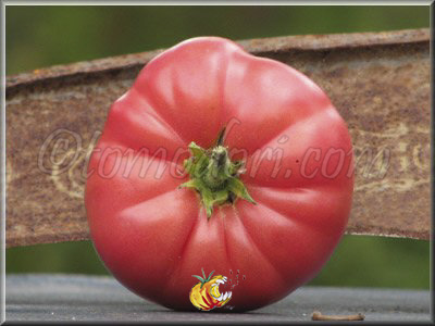 Tomate Cleota Pink
