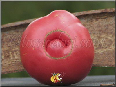 Tomate Cleota Pink