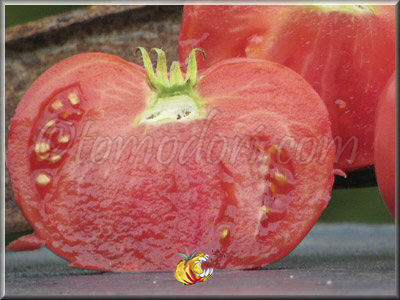 Tomate Cleota Pink
