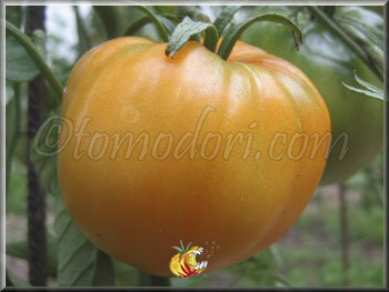 Tomate Cleota Yellow