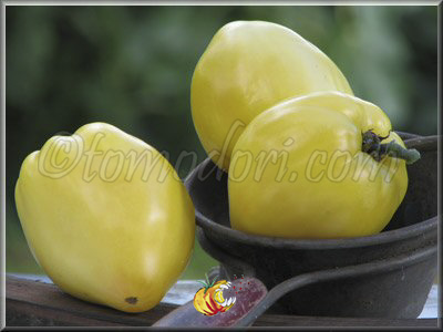 Tomate Coeur de Boeuf Blanc