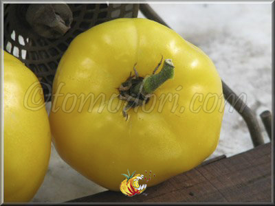 Tomate Coeur de Boeuf Blanc