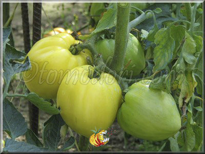 Tomate Coeur de Boeuf Blanc