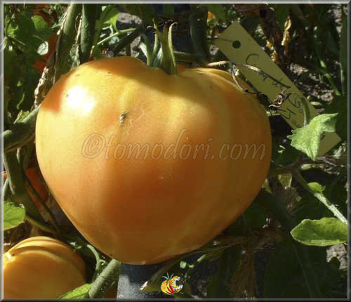 Coeur de Boeuf Jaune