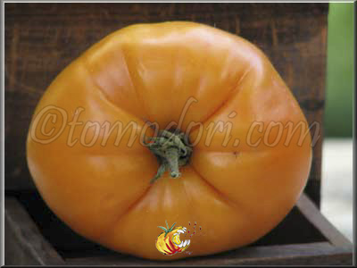 Tomate Coeur de Boeuf Orange