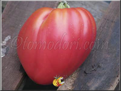 Tomate Coeur de Boeuf Slankard